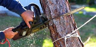 How Our Tree Care Process Works  in Kansas City, KS